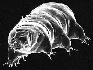 tardigrade